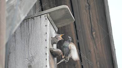 Parent Starling Feeding Chicks in a Wooden Birdhouse