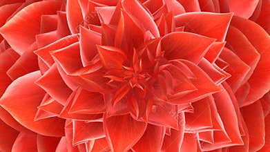 Opening Flower. Loop.