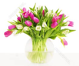 Tulips flowers bouquet in vase, white background