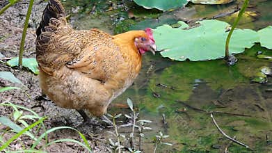 Hen drinking water