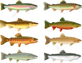 Trout