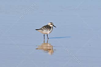 A Sandpiper, Calidris alba. Reflection in the Shallows