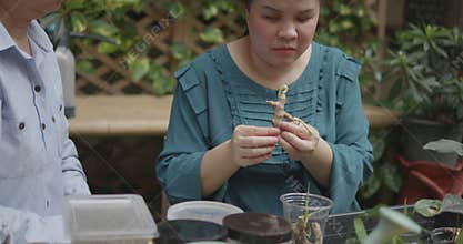 Person with blindness disability learning plants and gardening by touch and smell with the helping of her senior friend gardener
