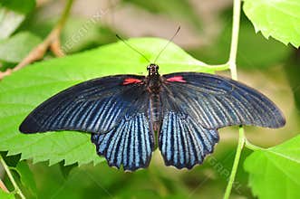 Exotic butterfly with metallic dark blue coloration