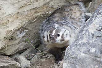 Angry badger in den
