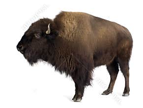 Bison