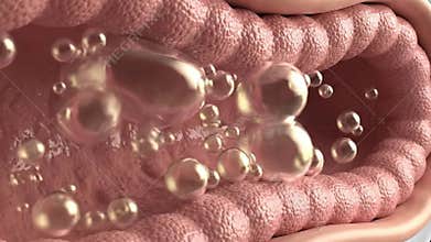 Close Up View Of Intestinal Tract With Gas Bubbles Showing Digestion Process And Gut Health