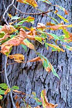 Colorful autumn leaves contrast with textured bark on a tree trunk in a serene forest setting