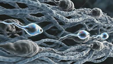 Microscopic View Of Sperm Cells Swimming Through Biological Tissue With Blue Lighting And Shallow Depth Of Field