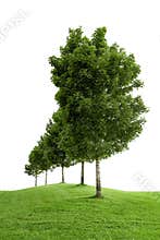 Row of green trees
