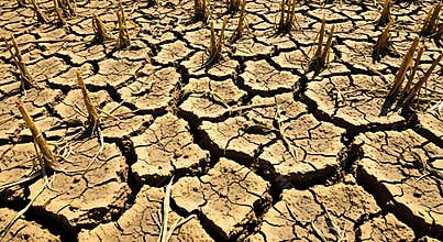 Severe Drought Cracked Earth Surface with Dried Crop Stubble in Arid Field