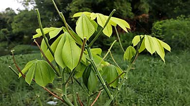 Vibrant Green Cassava Plant in Lush Setting