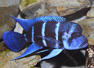 Blue fish with a large mouth swims in tropical seas 3