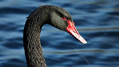 Majestic Black Swan Profile: A Stunning Waterbird Portrait