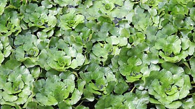 Water chestnut on a pond. Green leaves of water chestnut, natural background