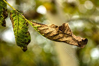 Dry and green leaf symbolizing seasonal transition and climate change