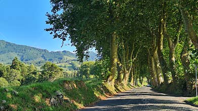 Tree lined walking path that leads through the countryside of Sao Miguel Island, Azores, Portugal