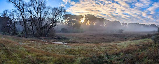 Morning light breaks through trees in a foggy field at sunrise during a cool autumn day