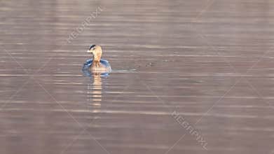 Pie Billed Grebe in northern California