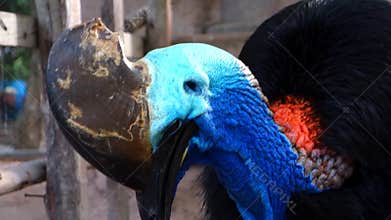 Australian Cassowary