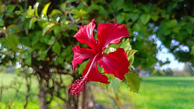 Red hibiscus flowers