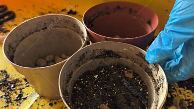 Planting seeds in colorful pots for a vibrant garden creation