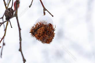 Ripe Rosa canina hips, known as dog rose, in autumn. After the flowers loose their petals, the fruits are growing and