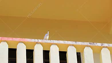 Large white heron egret sitting on building balcony Thailand