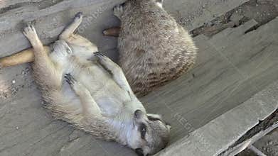 Two meerkats lie in a tree trunk