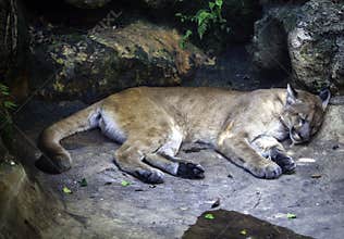 Florida Panther
