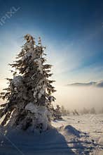 Trees covered with hoarfrost and snow in mountains