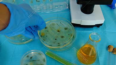 Research in the laboratory Petri dishes. Selective focus.