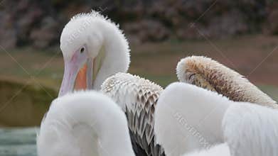 White pelican preening its feathers
