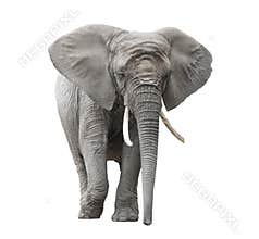 African elephant isolated on white