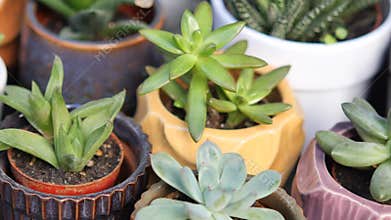 Growing succulents in colorful pots at local garden shop