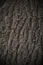 Tree bark texture background seamlessly tileable