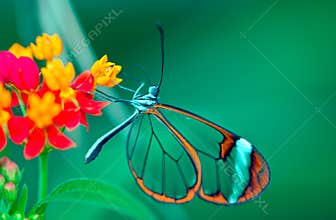 Glasswing Butterfly