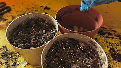 Create your own small garden in colorful pots with simple steps