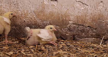 young broiler chickens at a large poultry farm