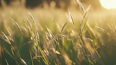 Wild grass growing in warm golden hour light