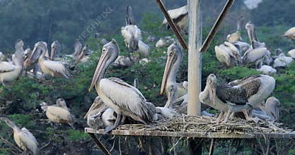 Large colony of spot-billed pelican birds nesting together in Uppalapadu Bird Sanctuary in South India