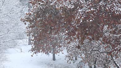 Details of actual snow falling at daytime in European city complicated life