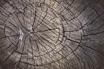 Wood cut texture