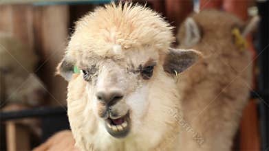 Alpaca chewing,closeup