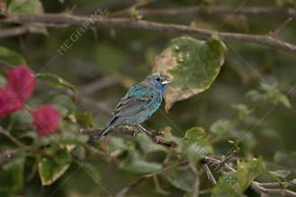 Indigo Bunting perched in a tree