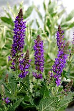 A group of Salvia x sylvestris \'May Night\' Flowers