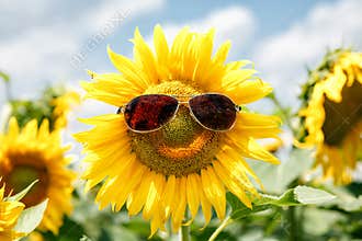 Sunflower face with sunglasses