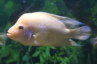 Albino Flower Horn Fish