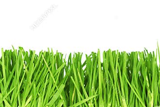 Fresh cut grass