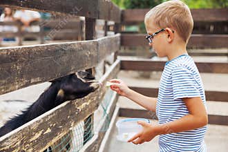 Boy Feeding Goat at Outdoor Animal Enclosure